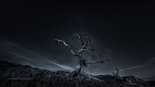 Low angle view of bare trees against sky