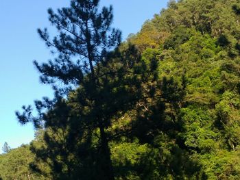 Low angle view of trees against sky