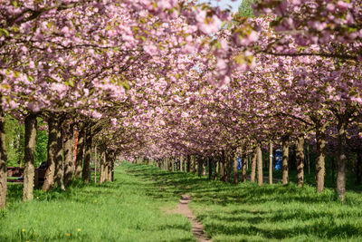 View of cherry blossom trees in field