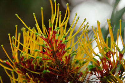 Close-up of red flowering plant