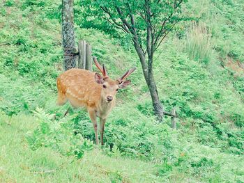 Dog standing on grass