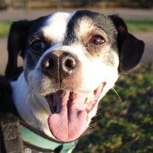 Close-up portrait of dog