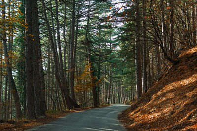Autumn forest road. an empty, lonely landscape. asphalt road serpentine in a mountainous area.