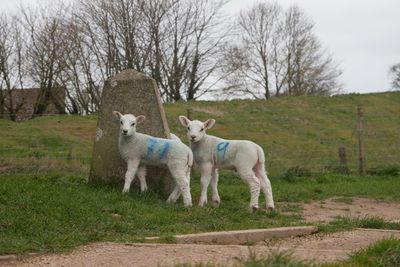 Spring lambs loving new life in spring at avebury