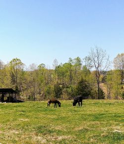 Horses in a field