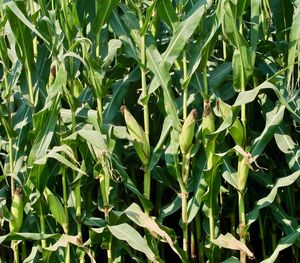 Full frame shot of crops growing on field