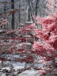 Bare trees in forest during winter