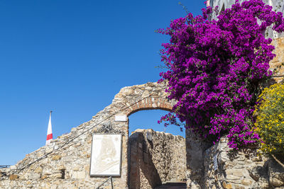 Low angle view of flowering plants against the sky