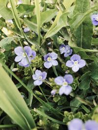 Close-up of purple flowering plants