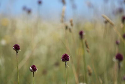 Close-up of flowers blooming on field