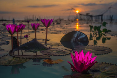 Close-up of lotus water lily in lake