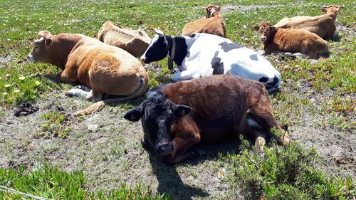 Cow relaxing on field