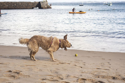 A dog plays in the sand at porto da barra beach in salvador, bahia.