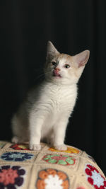 Close-up of cat