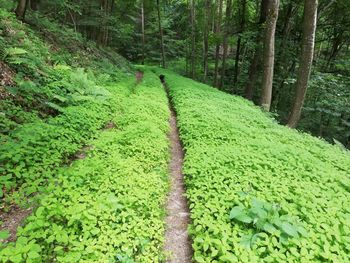 Plants growing on field