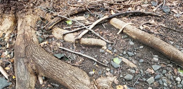 High angle view of tree trunk on field