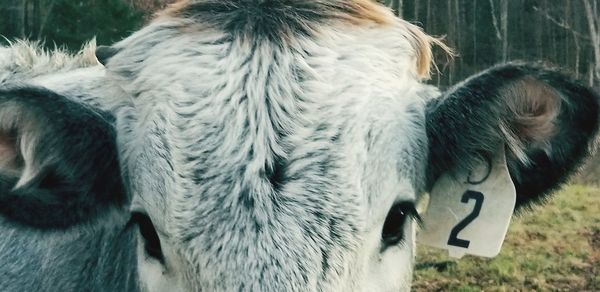 Close-up of horse