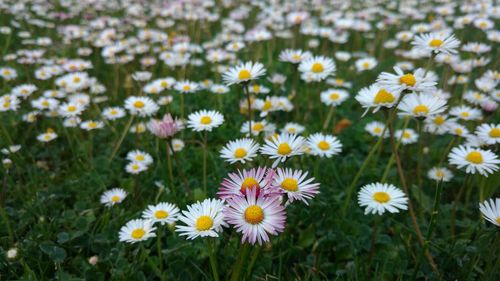 High angle view of daisy flowers on field