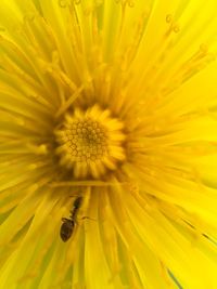 Close-up of yellow flower