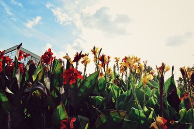 Close-up of red flowering plants on field against sky