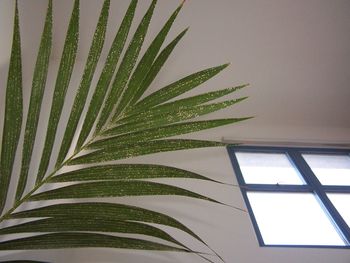 Low angle view of palm trees