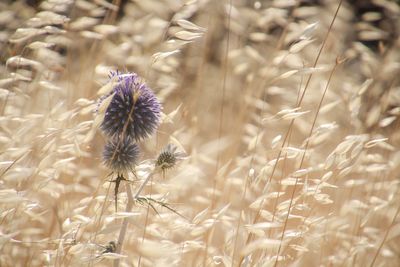 Close-up of purple flowering plant on field