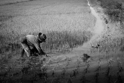 Side view of male farmer working in rice paddy