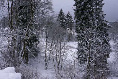 Snow covered trees in forest against sky