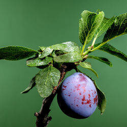 branch