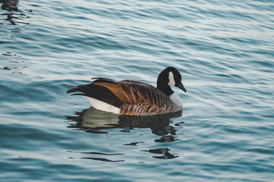Duck swimming in lake