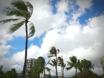 Low angle view of palm trees against sky