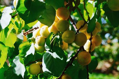 Close-up of fruit growing on tree