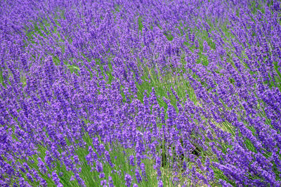 Full frame shot of purple flowering plants on field