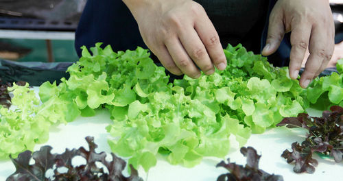 Cropped hands of man working in greenhouse