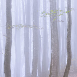 Close-up of trees in mistic forest, from mistic series 