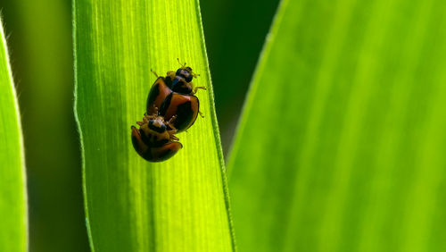 Close-up of ladybug on leaf