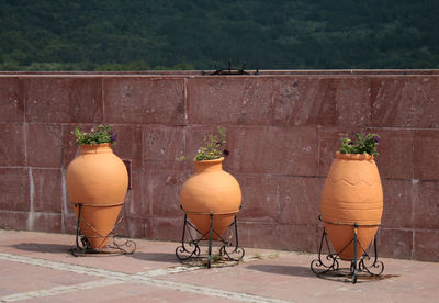 View of potted plants against wall