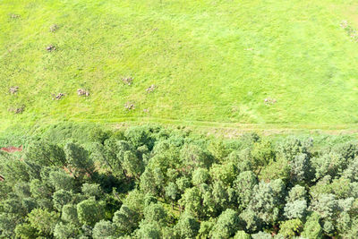 High angle view of trees growing on field