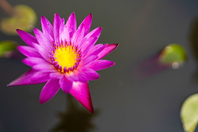 Close-up of pink flower