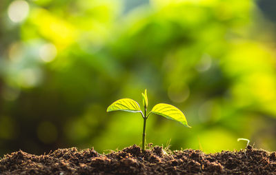 Close-up of plant growing outdoors