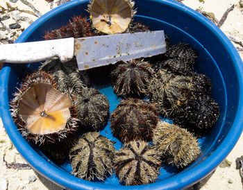 High angle view of sea urchins with knife in blue bucket on field