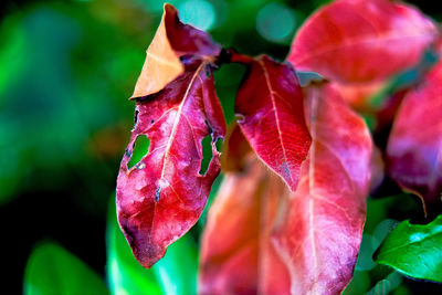 Close-up of red leaves on plant