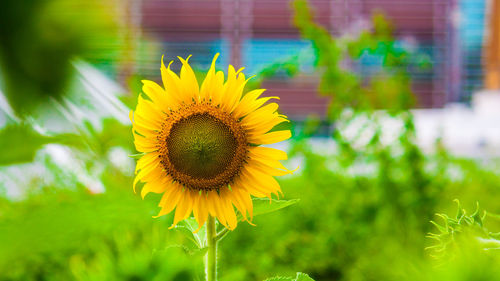 Close-up of sunflower on field