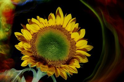 Close-up of yellow sunflower