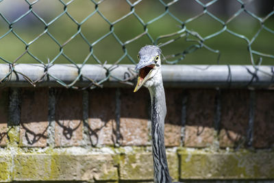 Close-up of bird on metal fence