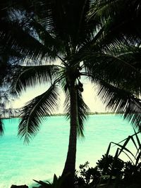 Palm trees by sea