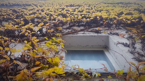 Close-up of plants against sky