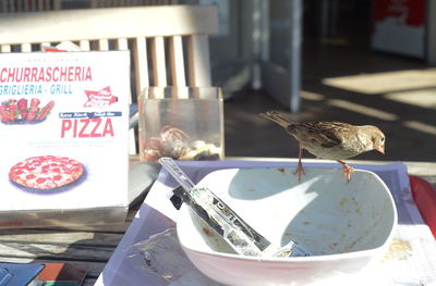 Bird eating food on table