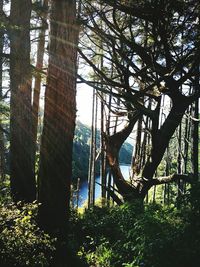 Trees in forest