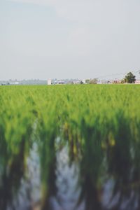 Surface level of agricultural field against sky